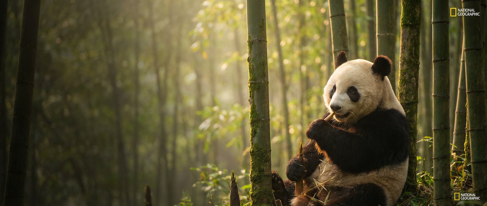 偷拍动物写真与视频社区